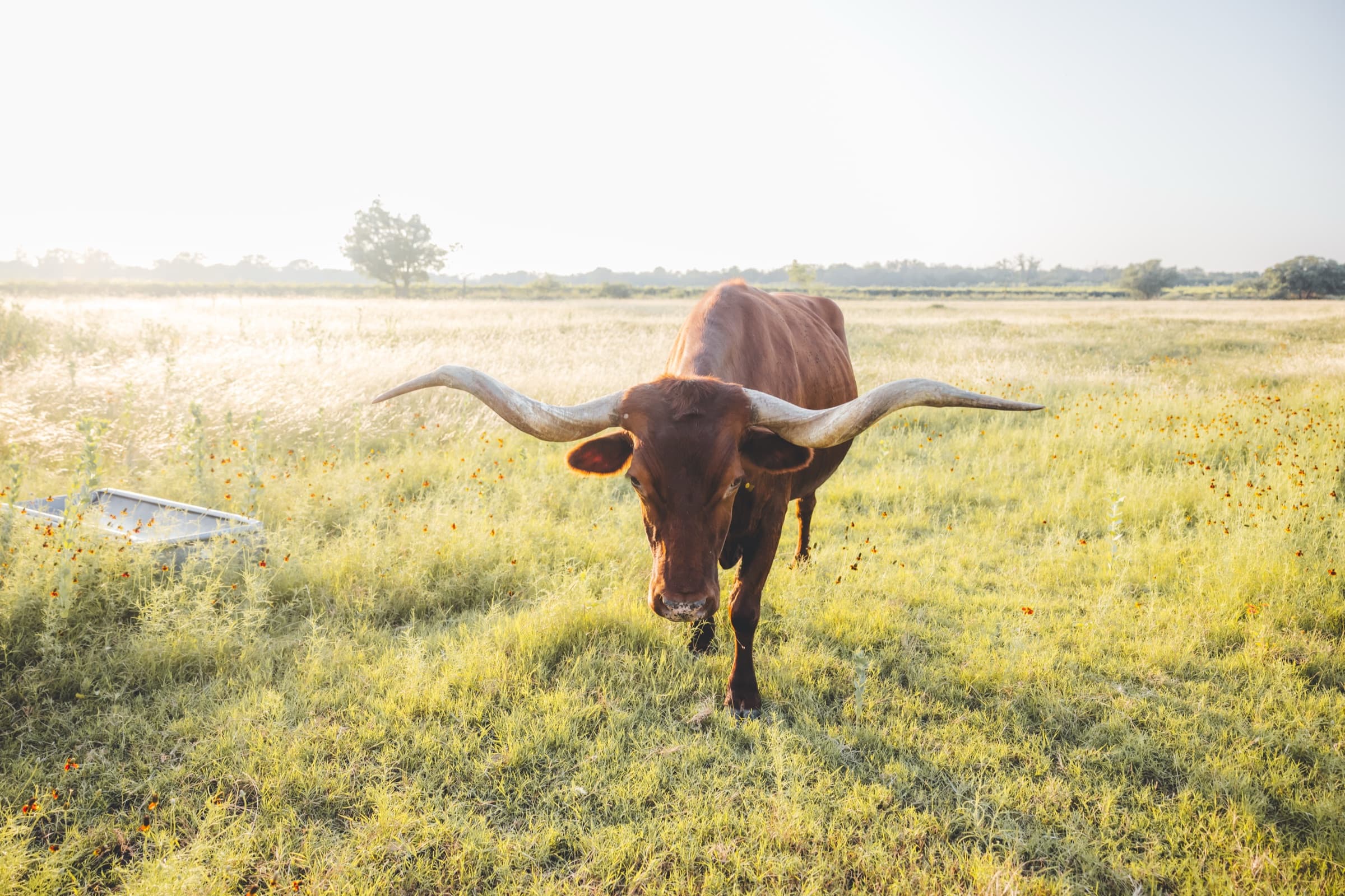 A longhorn walking through a wildflower pasture